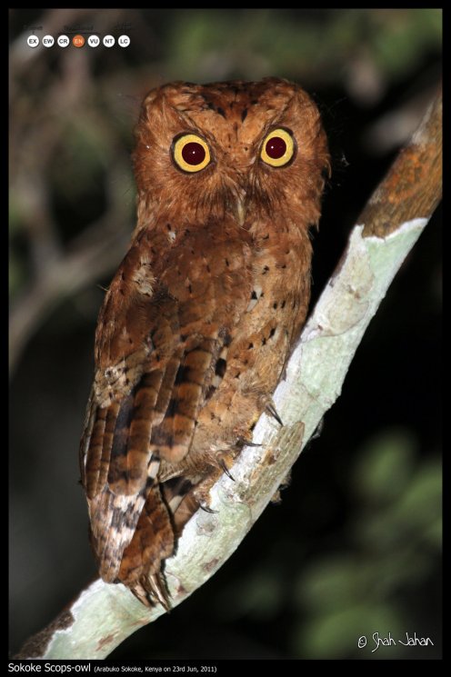 Sokoke Scops-owl