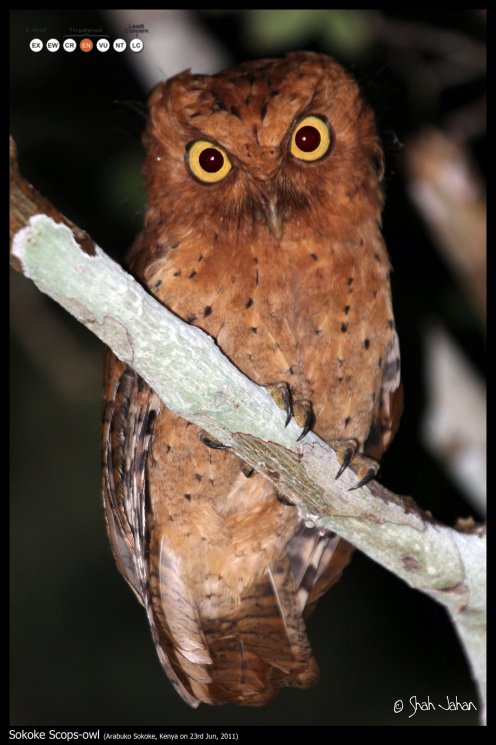 Sokoke Scops-owl